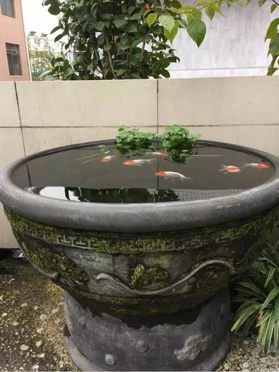 陽臺養魚兩口水缸簡單過濾開心養魚就好