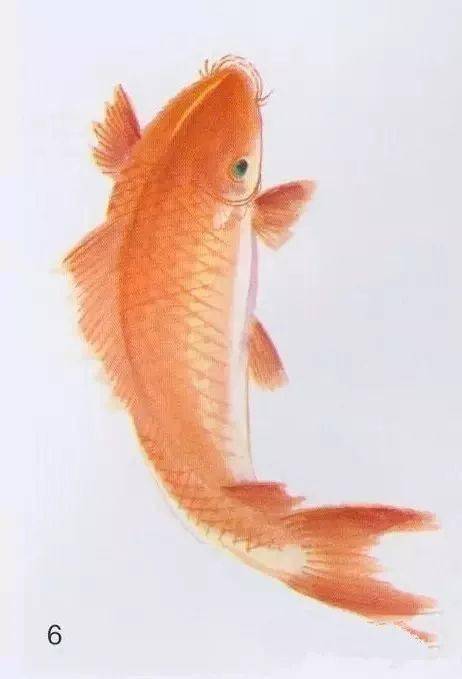红鲤鱼怎么画勇敢图片