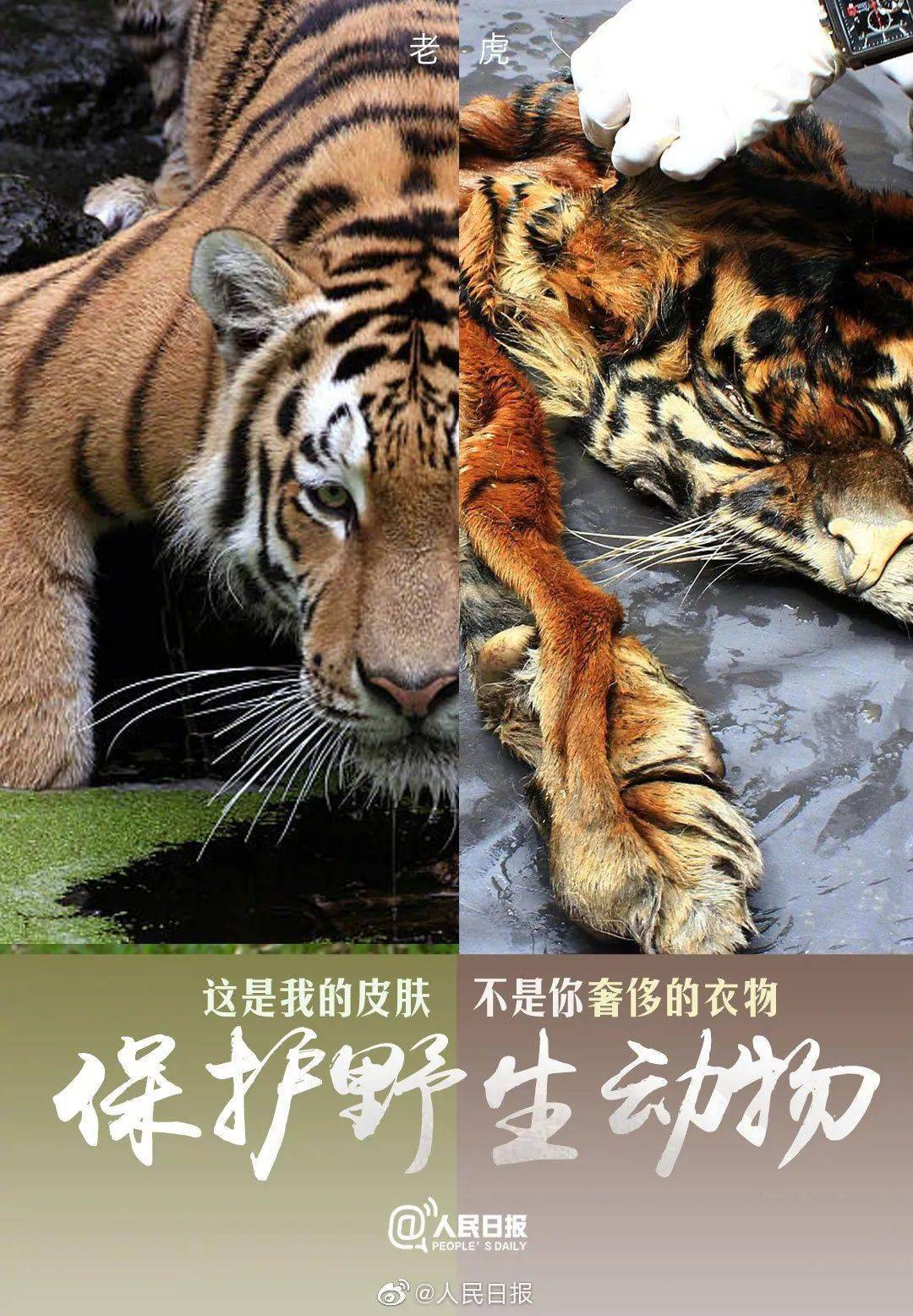 世界动物日|保护动物,愿被世界温柔以待