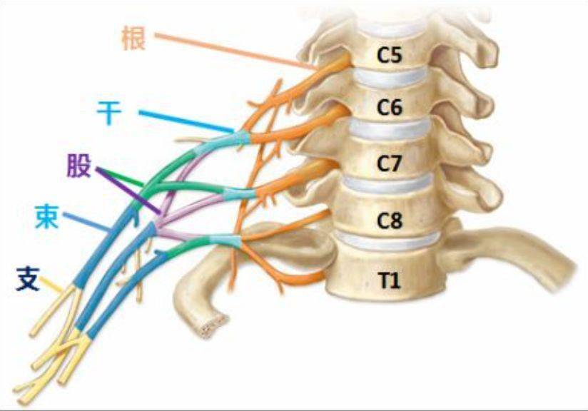 神经专题桡神经一带一路解决桡神经10个卡压点