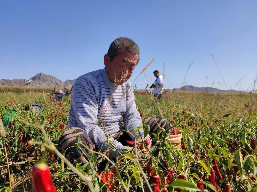 乌拉特前旗大佘太镇红辣椒大丰收