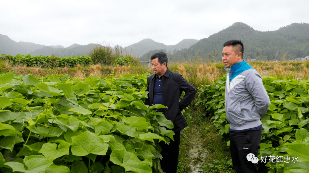 好花红惠水 10-06 17:17 订阅 10月5日,县委书记万庆华到摆金镇,阉