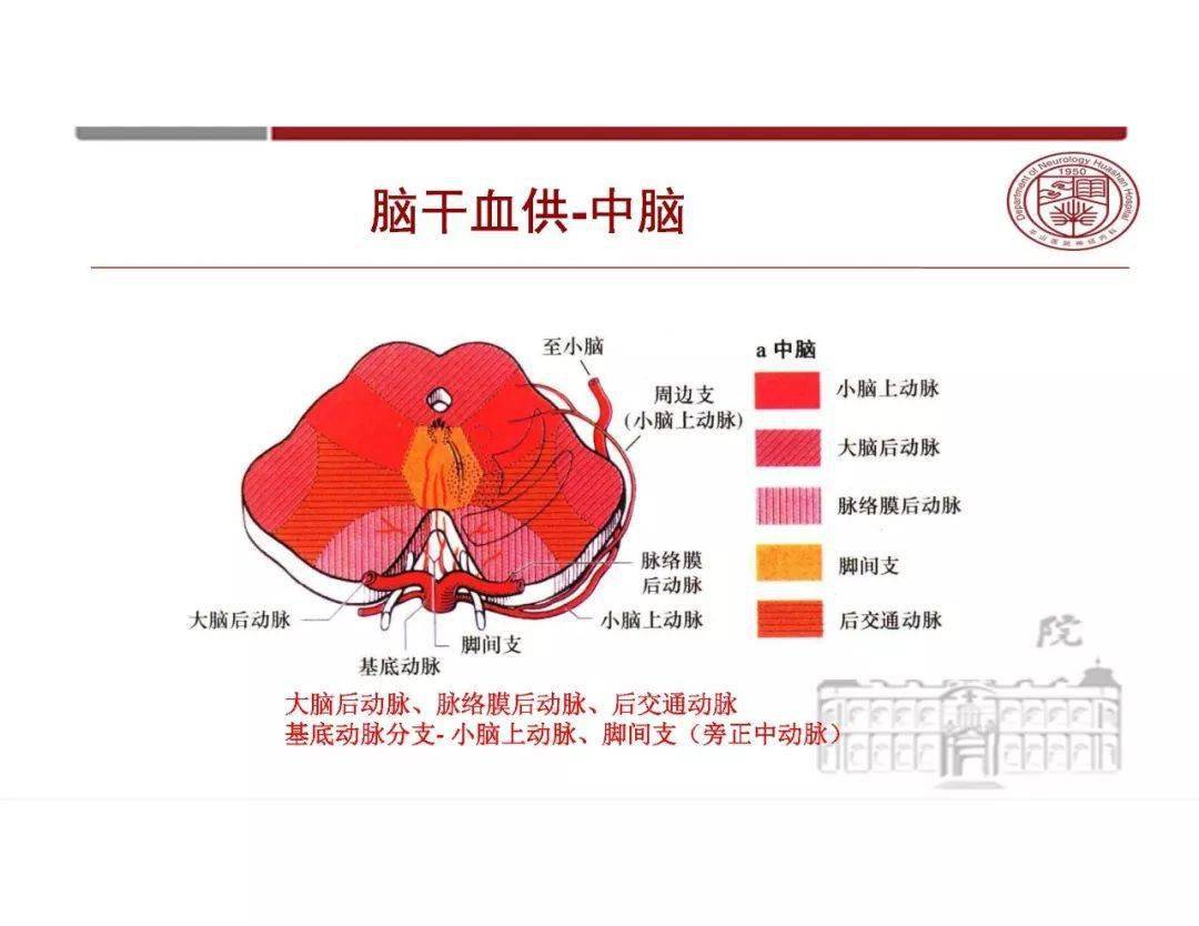 季系列讲座—脑血管解剖基础》,课程中大脑半球血供,脑干,小脑血供