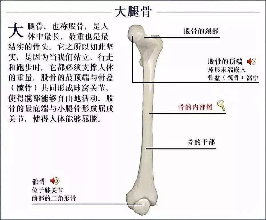 【伽约】从解剖学开始认识瑜伽:骨骼_运动