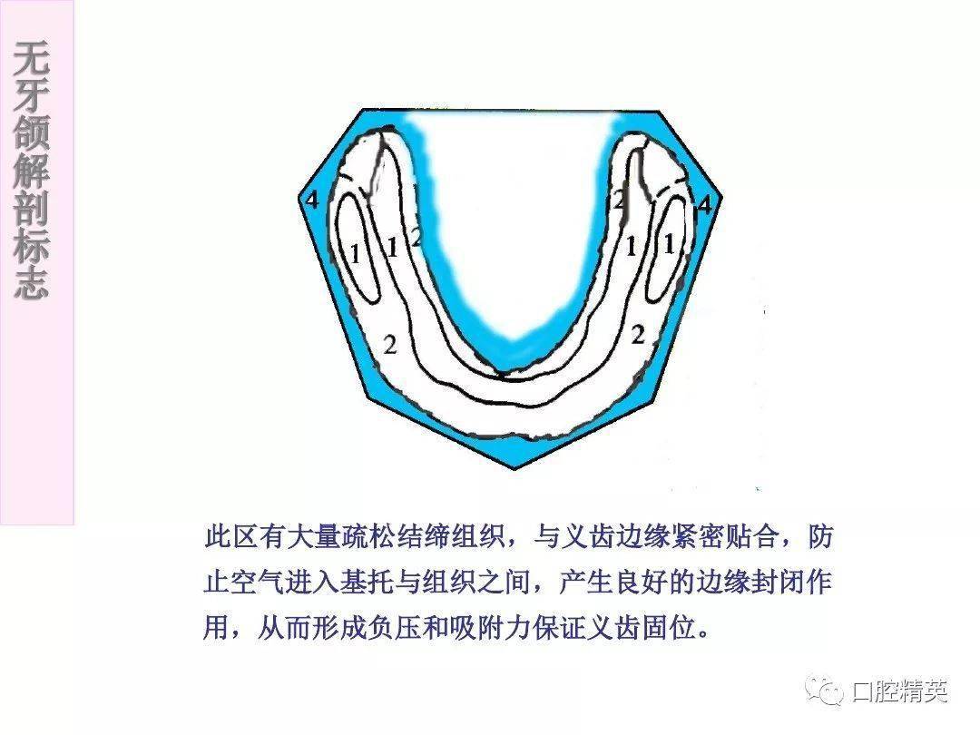 无牙颌的解剖标志图片图片