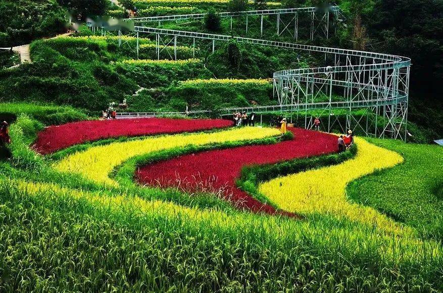 这个十一超火的彩色水稻画卷你打卡了吗