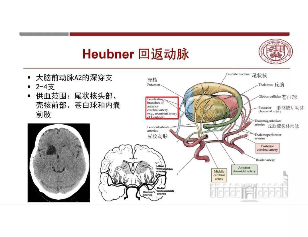 2脑干,小脑血供3大脑静脉回流以上内容来自《2018华山神内神采飞扬