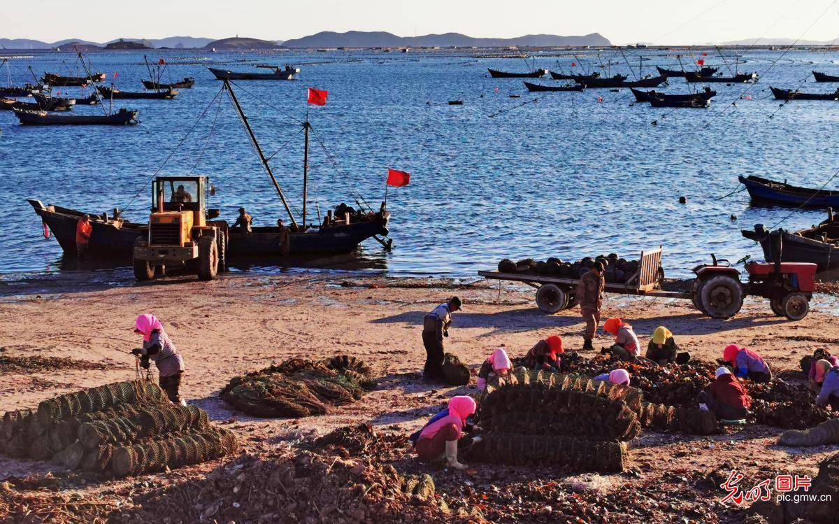 国庆长假期间,辽宁省大连市长海县广鹿岛,众多养殖户将吊养近两年的