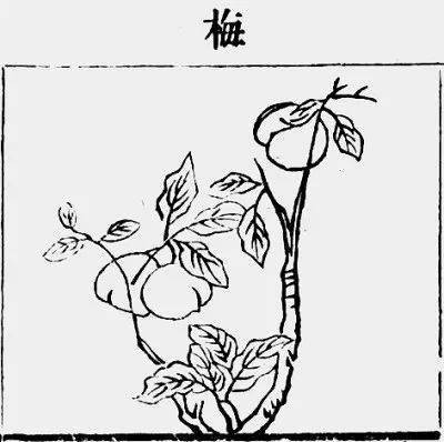 诗说科学诗经中的草木世界