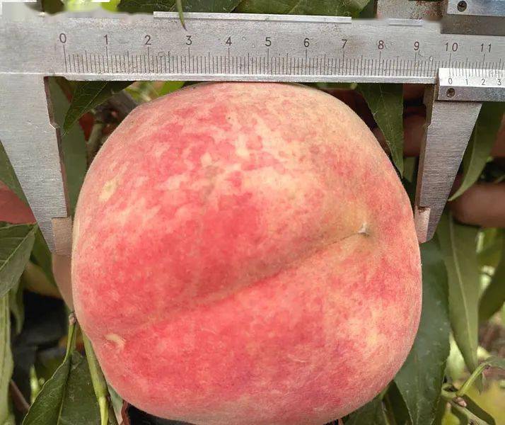 馋哭了民权入秋后的桃王竟长成这样