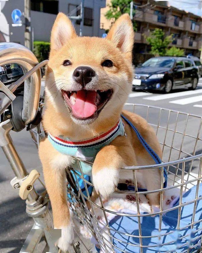 世界上最快乐的狗子,看到它就忍不住跟着傻乐!