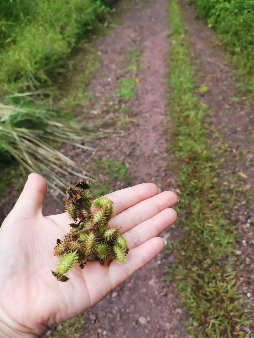 听妈妈说,以前总有一些顽皮的孩子把苍耳扔到她们的头发上,害得她们