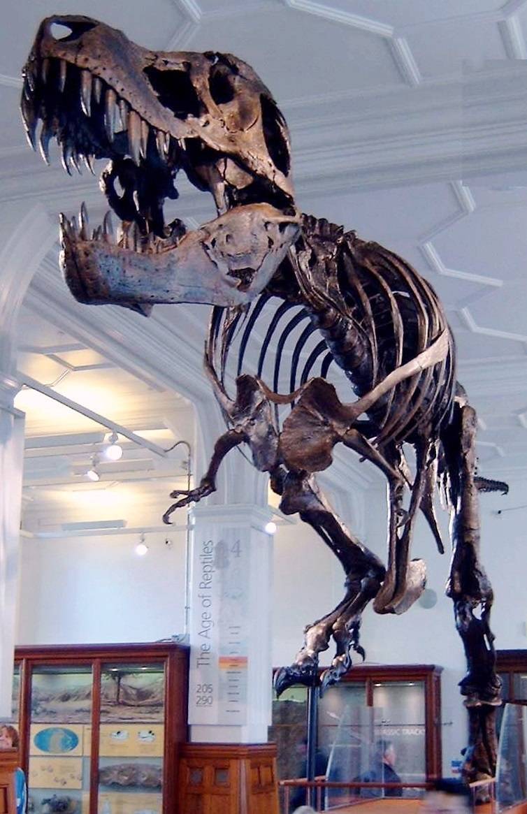 恐龙的化石照片霸王龙图片