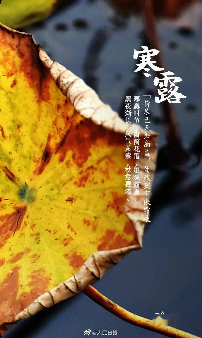 青节气九月节露气寒冷将凝结也