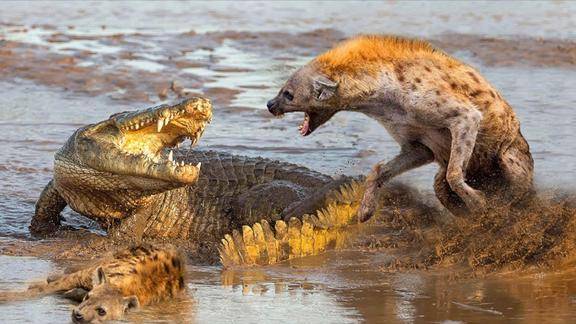 动物世界岸上的鳄鱼偷鬣狗的猎物