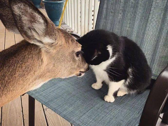 这年头连鹿都有猫吸了而我却