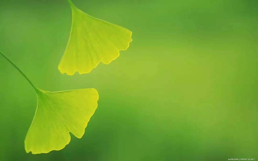 高清微信护眼图选1张当聊天背景图吧附24首养生音乐