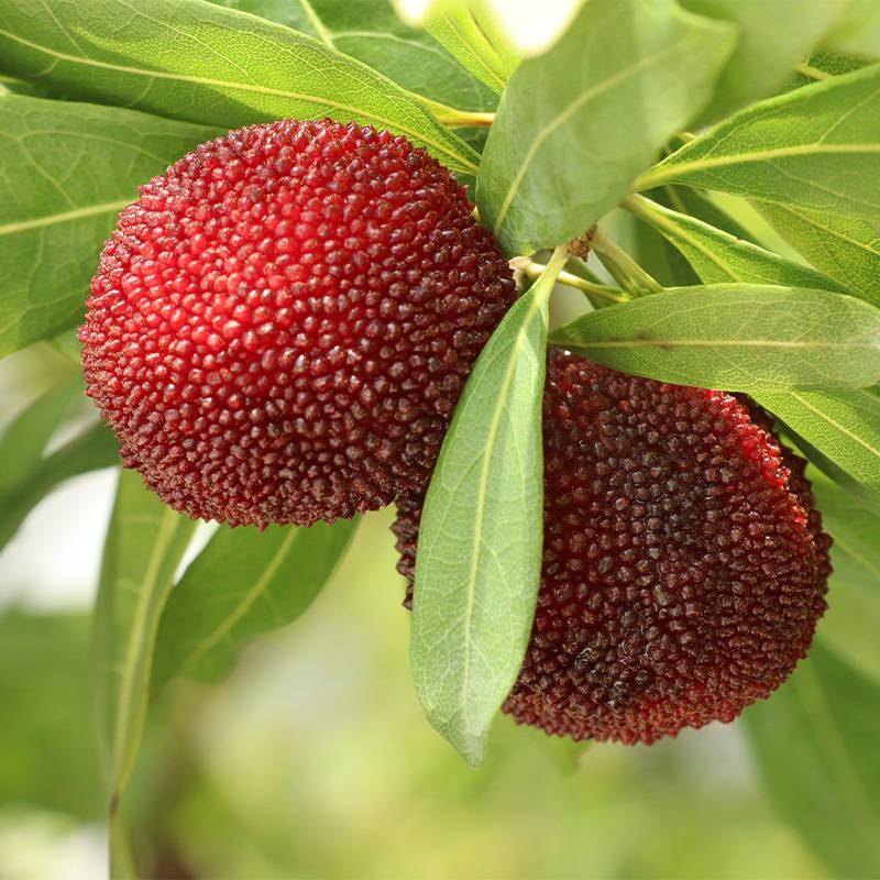 安徽桐城市杨梅丰产栽培实用技术