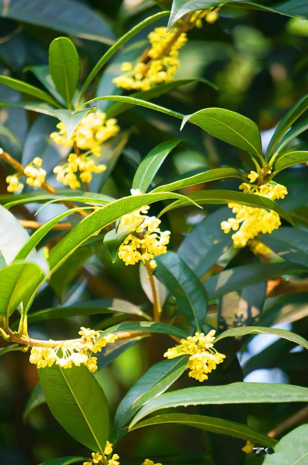 比路边的桂花好看100倍全国最美的桂花观赏地都在这了
