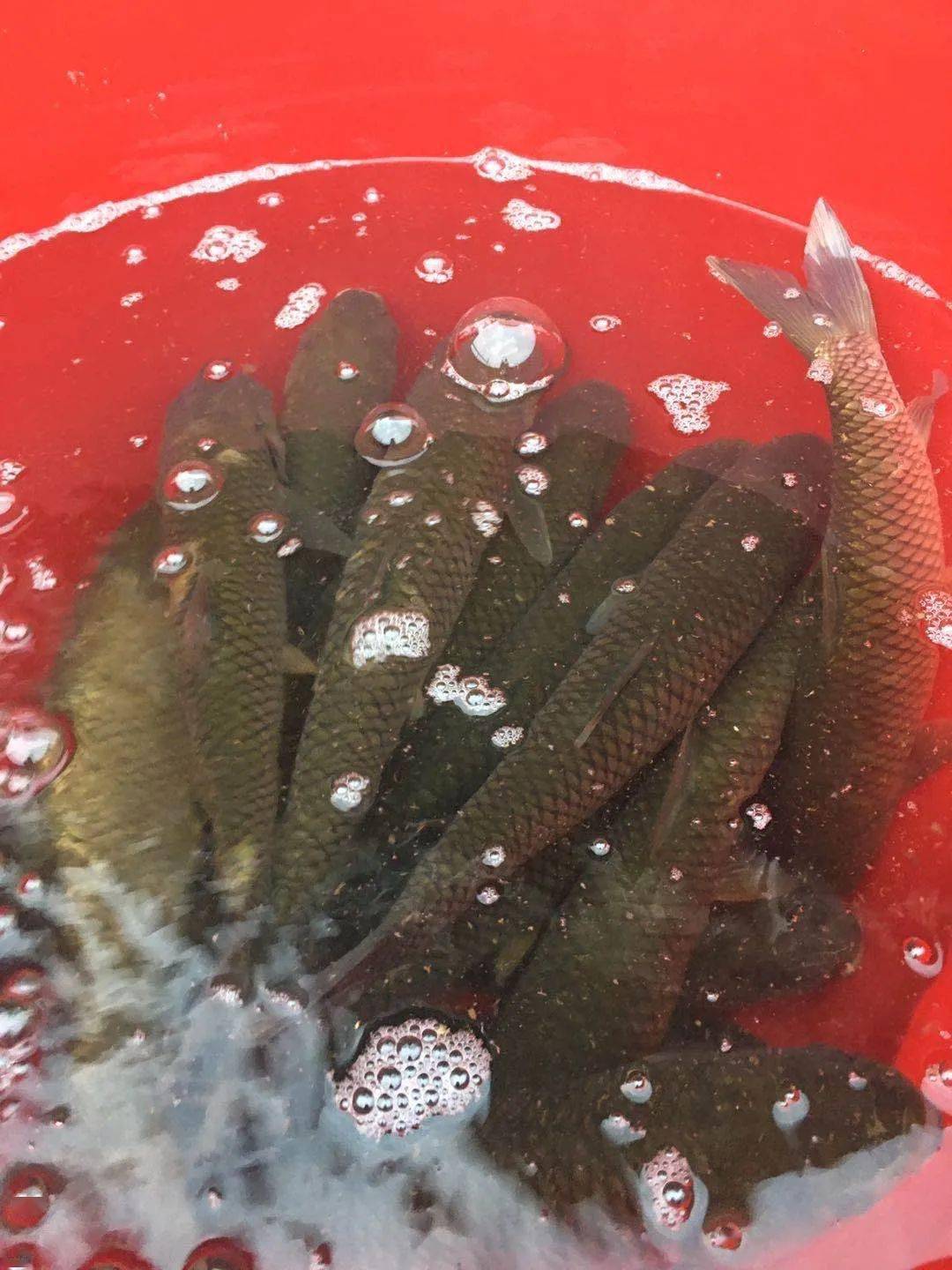 67鱼塘捞鱼过中秋团圆餐中必有鱼剁椒鱼头人人爱67庆祝佳节家人聚