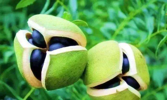 文冠果才貌双全的东方神树