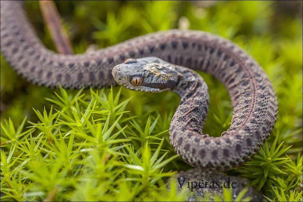 德国摄影师在野外发现的无鳞极北蝰,凶神恶煞的表情却有一对搞笑的