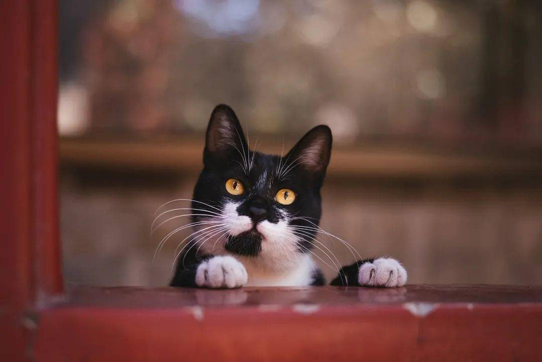 在北京故宫当一只小猫咪是什么体验