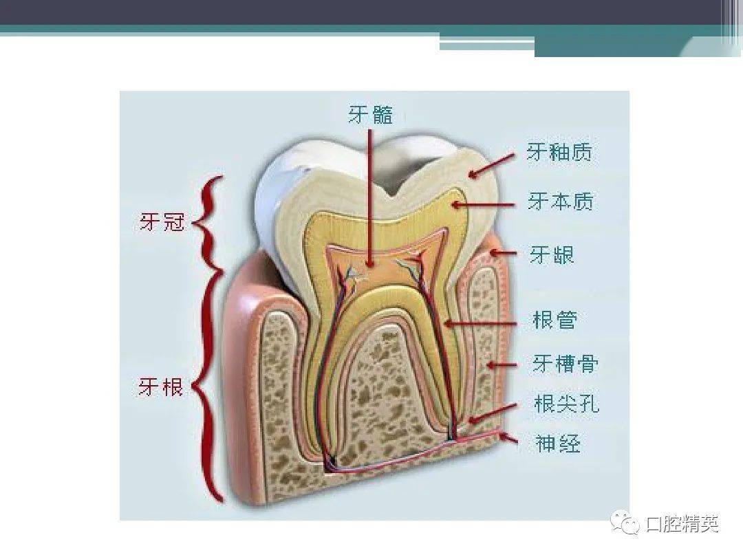 牙齿和组织与结构