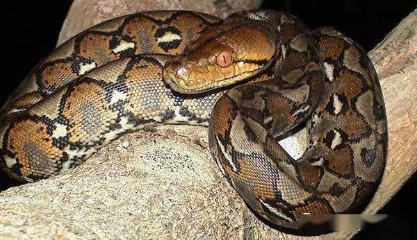 世界上最长的蛇网纹蟒