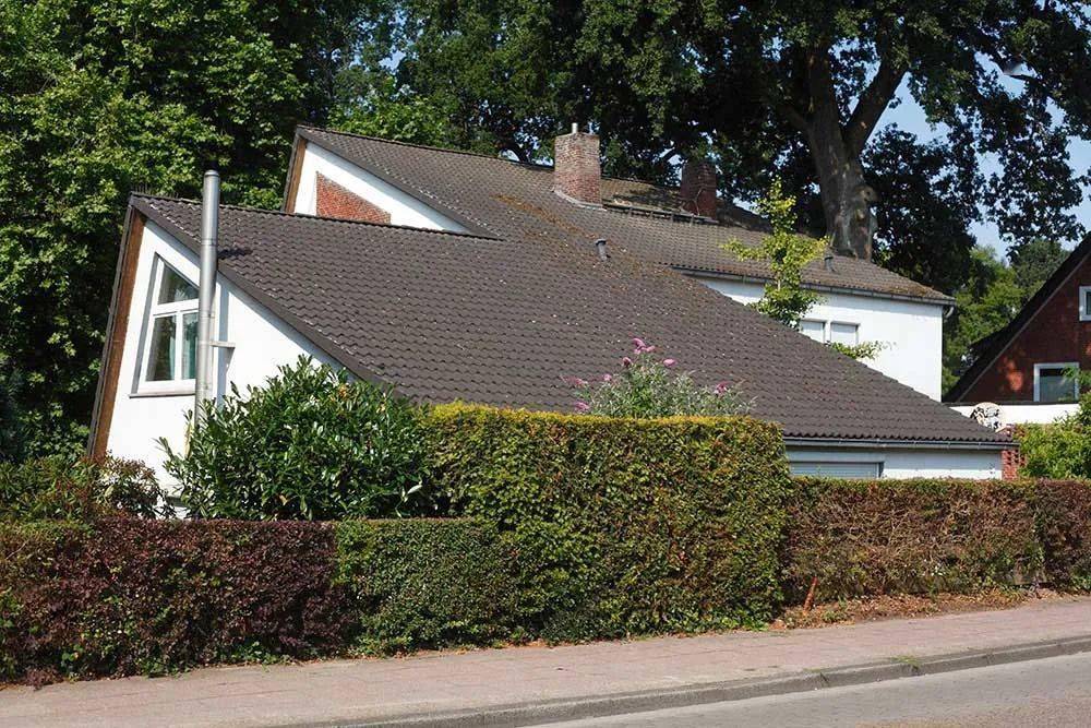 8款适合做围墙的树种上后既通风又美观