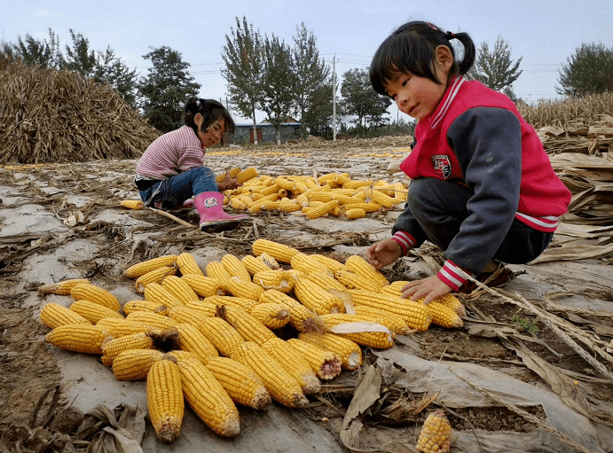 平涼娃你媽喊你回家掰玉米了嗎