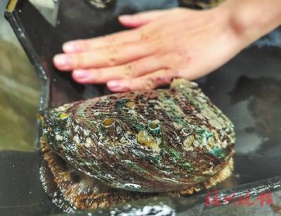 连江育出鲍鱼绿巨人