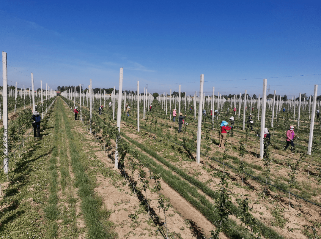 不是一棵棵,而是一排排,宁县的矮化密植自根砧苹果为何成为全国老大?_