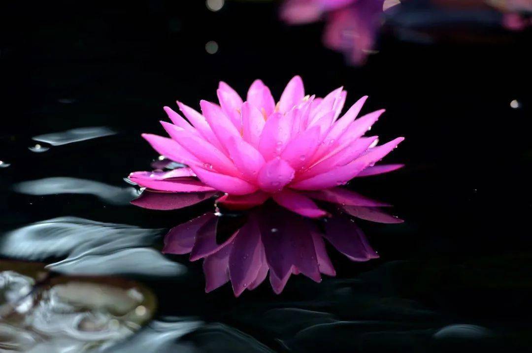 佛说心如莲花人生才会一路芬芳