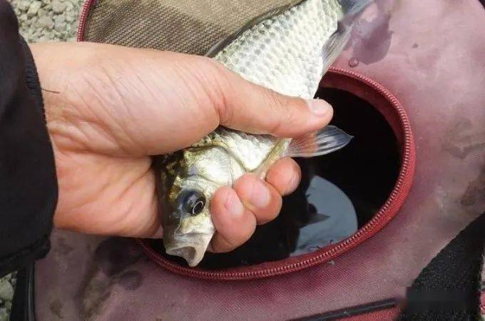 並逐步洄游深水,這時的釣位選在鏵尖處,更顯現其能多釣魚,釣大魚的