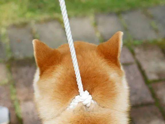 为什么说狗绳是资深柴犬玩家的象征!_绳子