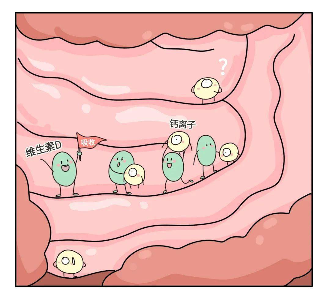 丁香医生设计团队 而活化的维生素 d 会去小肠 促进小肠更好地吸收钙