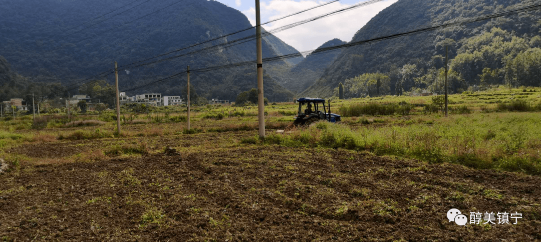镇宁县江龙镇:坝区秋种耕地忙