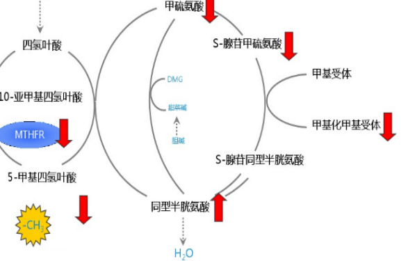 叶酸在人体内代谢过程这是因为mthfr(亚甲基四氢叶酸还原酶)是叶酸