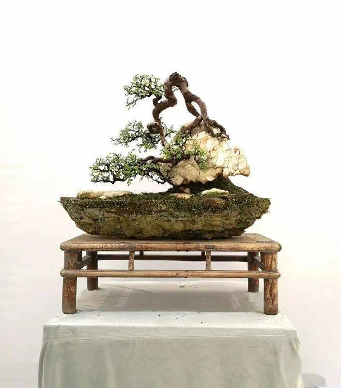 【先睹为快】2020中国尊·中国盆景收藏家藏品国家大展精品上架_活动