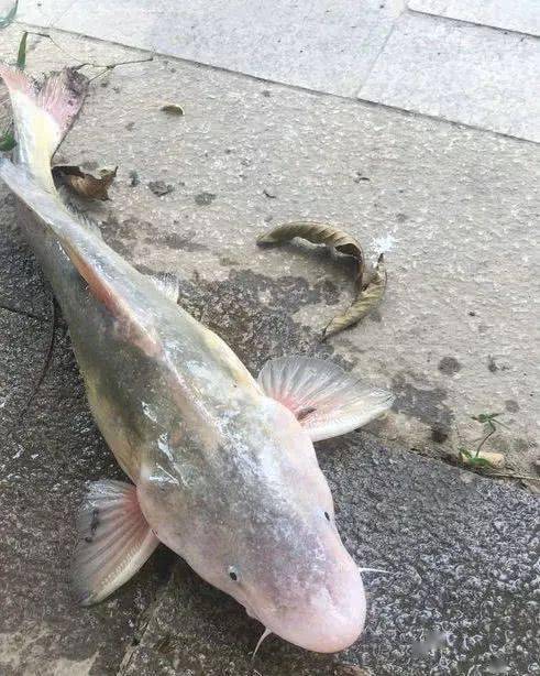 三峡激流,钓获长江奇鱼,渔民:快消失的鱼,一条几百元_江团