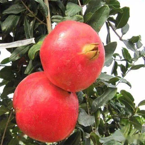 大红袍石榴籽大味甜色艳浓红光洁鲜艳汁液极多品质极佳