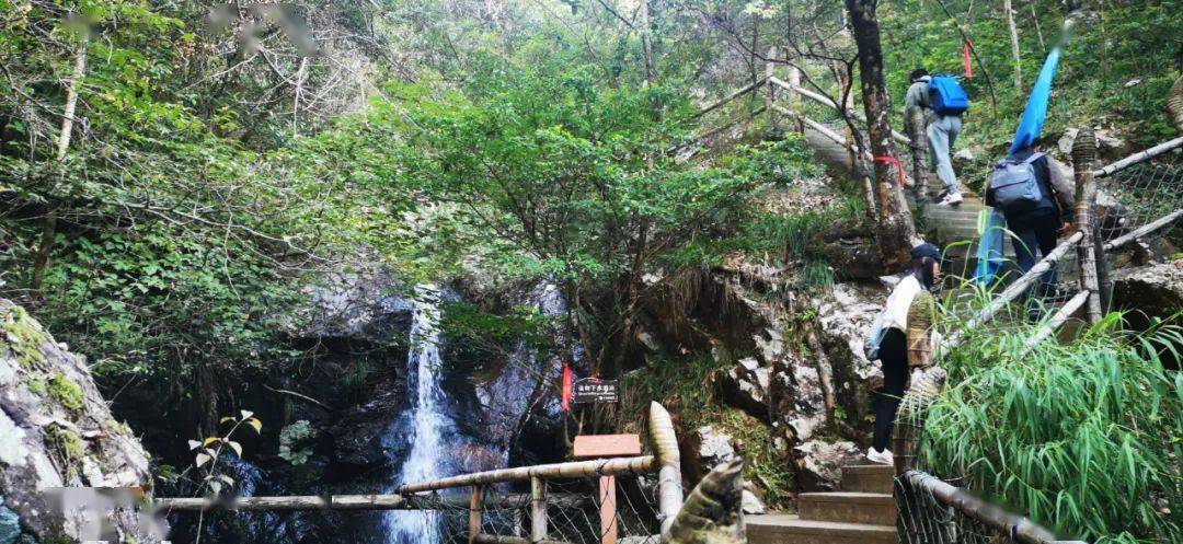 了丫山人的光明历程生态结构完好的森林秘境踏歌天行健,探秘卧龙谷