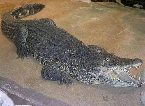 北京丰台一废弃池塘养暹罗鳄被举报_鳄鱼