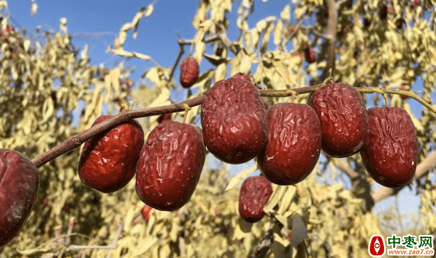 不同时期的枣果如何采收