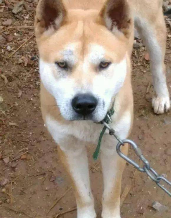 养狗知识土狗相法之观眼篇有图有文如何挑选一只好狗你一读就懂