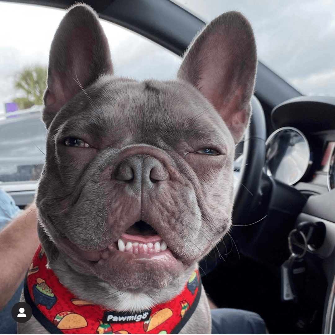 74全网脸最臭的法斗感觉全世界都欠它一顿狗粮