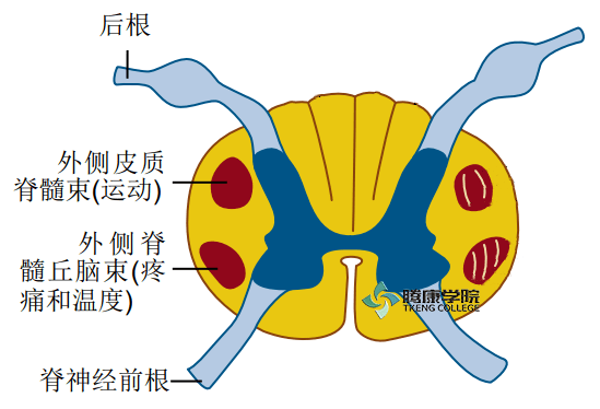 疼痛解剖學|脊髓丘腦傳導通路_神經元