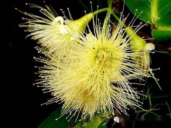 莲雾催花保果技术详解