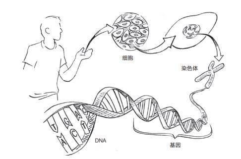 改写生命密码诺奖所说的基因剪刀究竟是什么